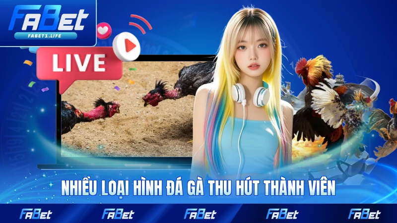 Nhiều loại hình đá gà thu hút thành viên